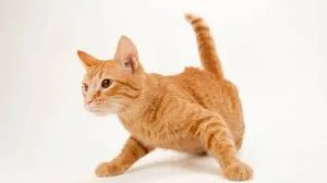 chat.webp